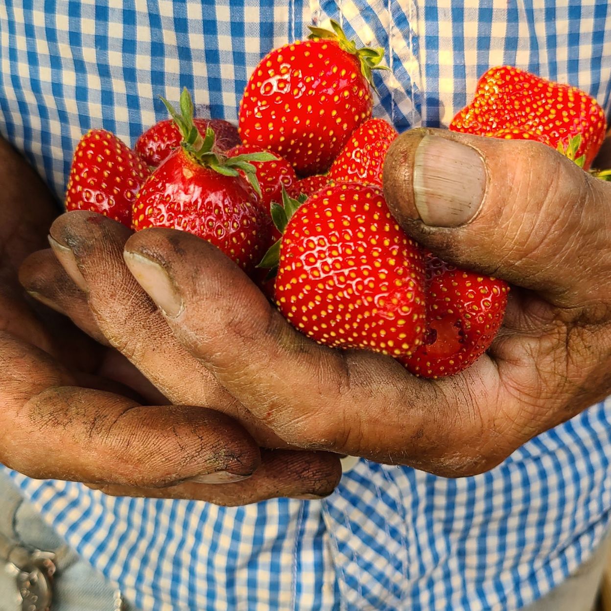Alberta-glamping-Farm-to-table-food-bike-tour-active-date-deas-tours-in-edmonton-praries-farm-man-holding-fresh-strawberries-from-farm