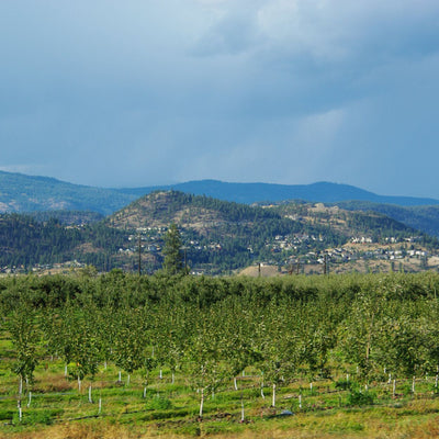 Best-restaurants-Kelowna-Kelowna-things-to-do-BC-wine-tours-kelowna-glamping-Kelowna-places-to-eat-adventure-Kelowna-biking-tours-date-ideas-Kelowna-BC-tours-wineries-food-tours